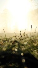 New mobile wallpapers - free download. Landscape,Grass picture and image for mobile phones.
