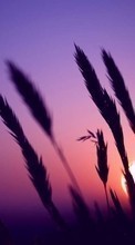 Landscape, Grass, Sunset for LG Spirit H420
