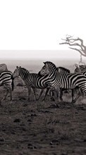 New mobile wallpapers - free download. Landscape,Zebra,Animals picture and image for mobile phones.