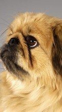 New mobile wallpapers - free download. Animals, Dogs, Pekingese picture and image for mobile phones.