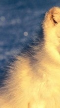 New mobile wallpapers - free download. Animals, Polar foxes picture and image for mobile phones.
