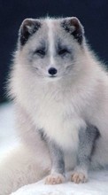 New 128x160 mobile wallpapers Animals, Polar foxes free download.