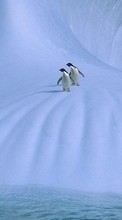 New mobile wallpapers - free download. Pinguins,Birds,Animals picture and image for mobile phones.
