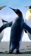 Pinguins,Birds,Animals for Sony Xperia Z2