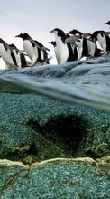 Pinguins,Birds,Animals for Asus Zenfone 4 A450CG
