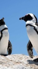 New 360x640 mobile wallpapers Animals, Birds, Pinguins free download.
