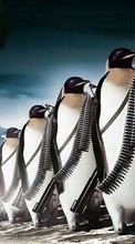 New mobile wallpapers - free download. Pinguins,Pictures,Animals picture and image for mobile phones.