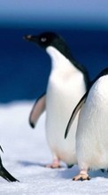 New 240x400 mobile wallpapers Animals, Pinguins free download.