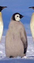 New mobile wallpapers - free download. Animals, Winter, Pinguins picture and image for mobile phones.