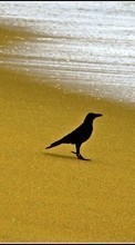 New mobile wallpapers - free download. Animals, Birds, Beach, Crows picture and image for mobile phones.