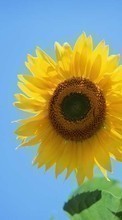 New mobile wallpapers - free download. Plants, Sunflowers picture and image for mobile phones.
