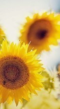 New mobile wallpapers - free download. Sunflowers, Plants picture and image for mobile phones.