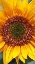 New mobile wallpapers - free download. Sunflowers,Plants picture and image for mobile phones.