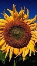 New mobile wallpapers - free download. Plants, Sunflowers picture and image for mobile phones.