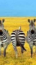 New mobile wallpapers - free download. Fields,Zebra,Animals picture and image for mobile phones.
