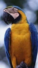 New mobile wallpapers - free download. Animals, Birds, Parrots picture and image for mobile phones.