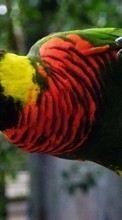 Parrots, Birds, Animals for HTC Desire