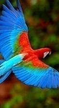 Parrots, Birds, Animals for Nokia E71