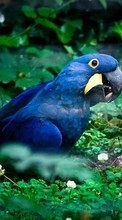 Parrots,Birds,Animals for Sony Ericsson Cedar