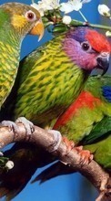 Parrots,Birds,Animals for Apple iPhone 5S