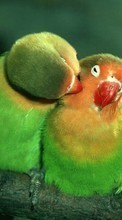 Parrots,Birds,Animals for Apple iPhone 6