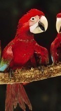 Parrots,Birds,Animals for BlackBerry Curve 9220