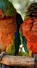 Parrots,Birds,Animals for HTC Desire VT