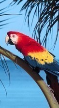 New mobile wallpapers - free download. Animals, Birds, Parrots picture and image for mobile phones.
