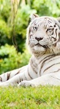 New mobile wallpapers - free download. Animals, Nature, Tigers picture and image for mobile phones.