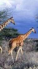 New mobile wallpapers - free download. Nature,Giraffes,Animals picture and image for mobile phones.