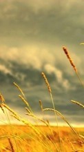 New mobile wallpapers - free download. Plants, Wheat picture and image for mobile phones.