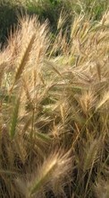 New mobile wallpapers - free download. Wheat, Plants picture and image for mobile phones.