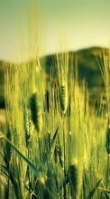New mobile wallpapers - free download. Plants, Wheat picture and image for mobile phones.