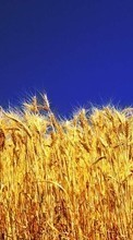Wheat,Plants for Samsung Galaxy Spica