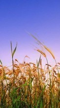 New mobile wallpapers - free download. Wheat,Plants picture and image for mobile phones.
