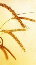 New mobile wallpapers - free download. Wheat,Plants picture and image for mobile phones.