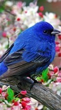 Animals, Flowers, Birds for Samsung Galaxy Pocket Neo