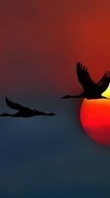 New mobile wallpapers - free download. Birds, Pictures, Sunset, Animals, Cranes picture and image for mobile phones.