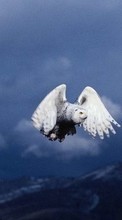 Animals, Birds, Owl for Sony Ericsson W810