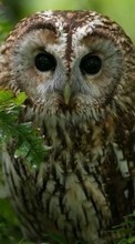 New mobile wallpapers - free download. Birds, Owl, Animals picture and image for mobile phones.