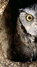 New 540x960 mobile wallpapers Animals, Birds, Owl free download.