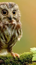 New mobile wallpapers - free download. Birds, Owl, Animals picture and image for mobile phones.
