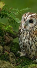 Birds,Owl,Animals for Lenovo A516