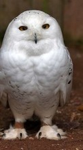New mobile wallpapers - free download. Birds,Owl,Animals picture and image for mobile phones.