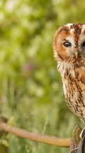 New mobile wallpapers - free download. Birds,Owl,Animals picture and image for mobile phones.