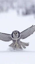 Birds,Owl,Animals for HTC One mini