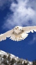 New mobile wallpapers - free download. Animals, Birds, Owl picture and image for mobile phones.
