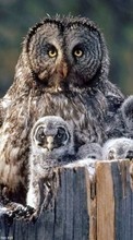 New 240x320 mobile wallpapers Animals, Birds, Owl free download.