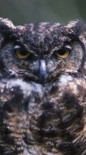 New 320x480 mobile wallpapers Animals, Birds, Owl free download.