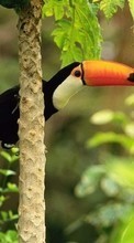 New 320x480 mobile wallpapers Animals, Birds, Toucans free download.